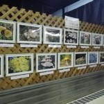 きのこ　パネル展