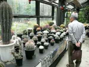 サボテンと多肉植物展＆アレンジ押し花展
