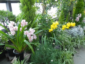 園芸教室「シンビジウムの育て方」のご案内