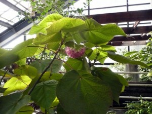 ドンベヤ 展示温室で開花中