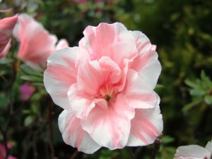 2/14（火）からアザレア展開催です！