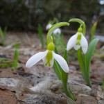 園内の春一番のお花たち