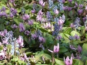 カタクリ・エゾエンゴサク咲いています。