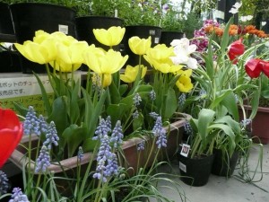 一足早いチューリップ