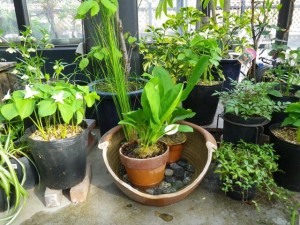 ミズバショウ開花中