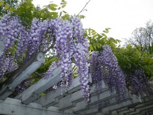 フジとライラックが見頃です！