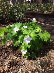 シラネアオイなど