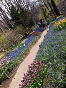'ムスカリの小径’まもなく見頃です♪