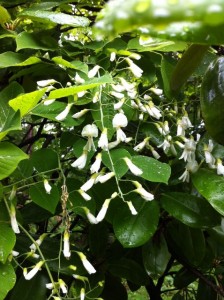 アメリカユクノキ