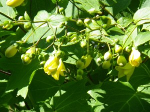 キレンゲショウマなど開花中