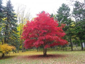 ノムラモミジ紅葉情報