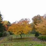 センターだよりと紅葉