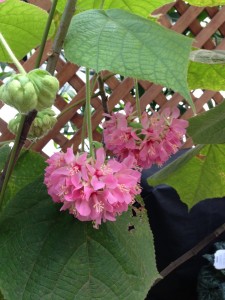 ドンベヤ・ワリッキー開花中