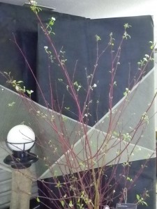 根がなかった枝に花が咲きました！？