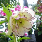 センターだより3月号ができました。