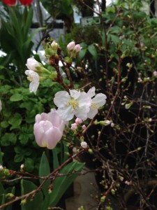 チシマザクラとチューリップが開花中！