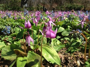 カタクリ開花情報