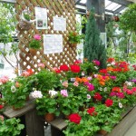 初めてのゼラニウム展開催とセンターだより
