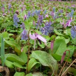 カタクリ開花情報