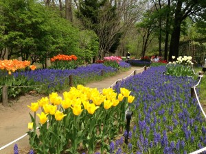 ムスカリの小径が見頃です！