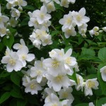 センターだより7月号をお届けします