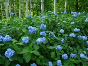 センターだより8月号＆開花状況をお届けします。