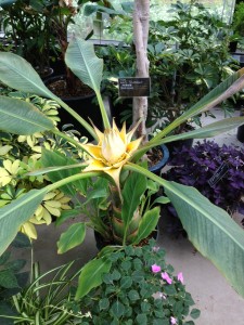 珍しい花『地涌金蓮』が咲いてます！