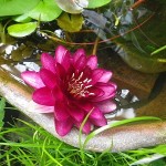 オールモストブラック