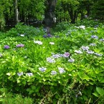 池横四阿アジサイ