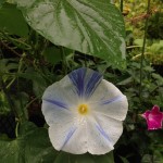西洋アサガオ‘フライングソーサー’