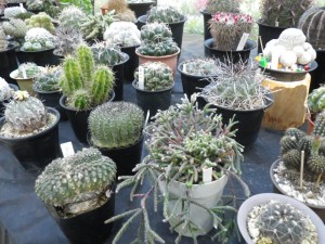 サボテンと多肉植物展