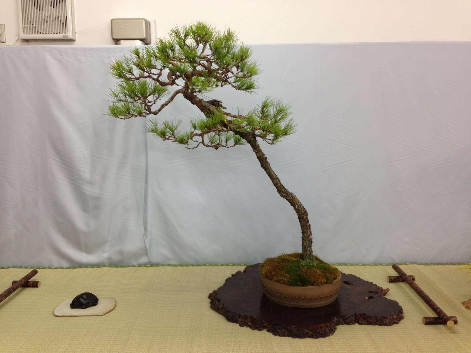 秋の風流盆栽展開催中 | 豊平公園 - 札幌市公園緑化協会