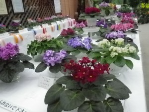 H25セントポーリアアップ3