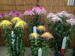 管もの三本立て