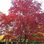 センターだよりと紅葉情報