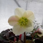 s-エリックスミシー