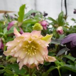 センターだより３月号ができました