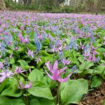 センターだより5月号と野草園