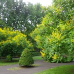 センターだより8月号と園内開花状況