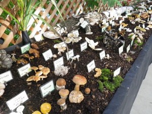 「きのこ展」開催中！