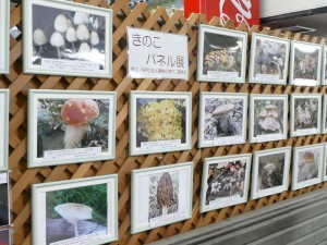 きのこパネル展