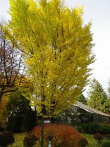 園内の紅葉情報