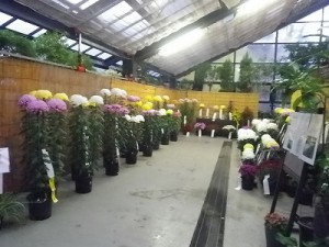 「菊花展」開催中！