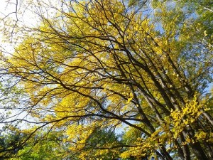 園内の紅葉の様子