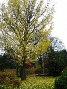 センターだより11月号と園内の紅葉情報