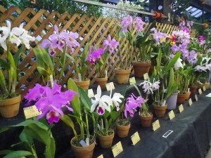 「洋ラン展」開催です！