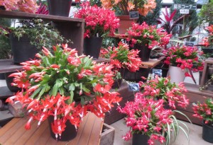 シャコバサボテンとシクラメン展が始まりました。