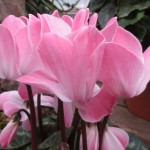 ｼｸﾗﾒﾝ ﾋﾟﾝｸ刷毛