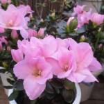 ﾌｧﾆｰｷｭｰ