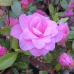 ﾛｰｽﾞﾈｯﾄ